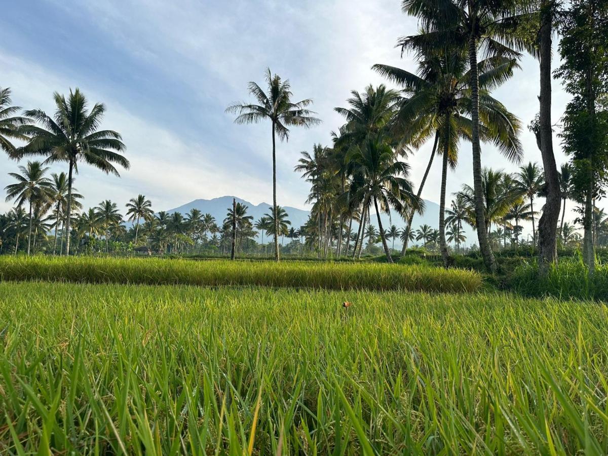 Mysha Guest House-Lombok Tetebatu Eksteriør bilde